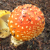 Amanita muscaria var. flaviovolvata 'Amanita Fly Agaric